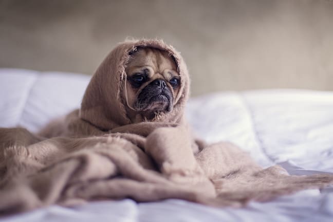 Dog on a bed under the blankets